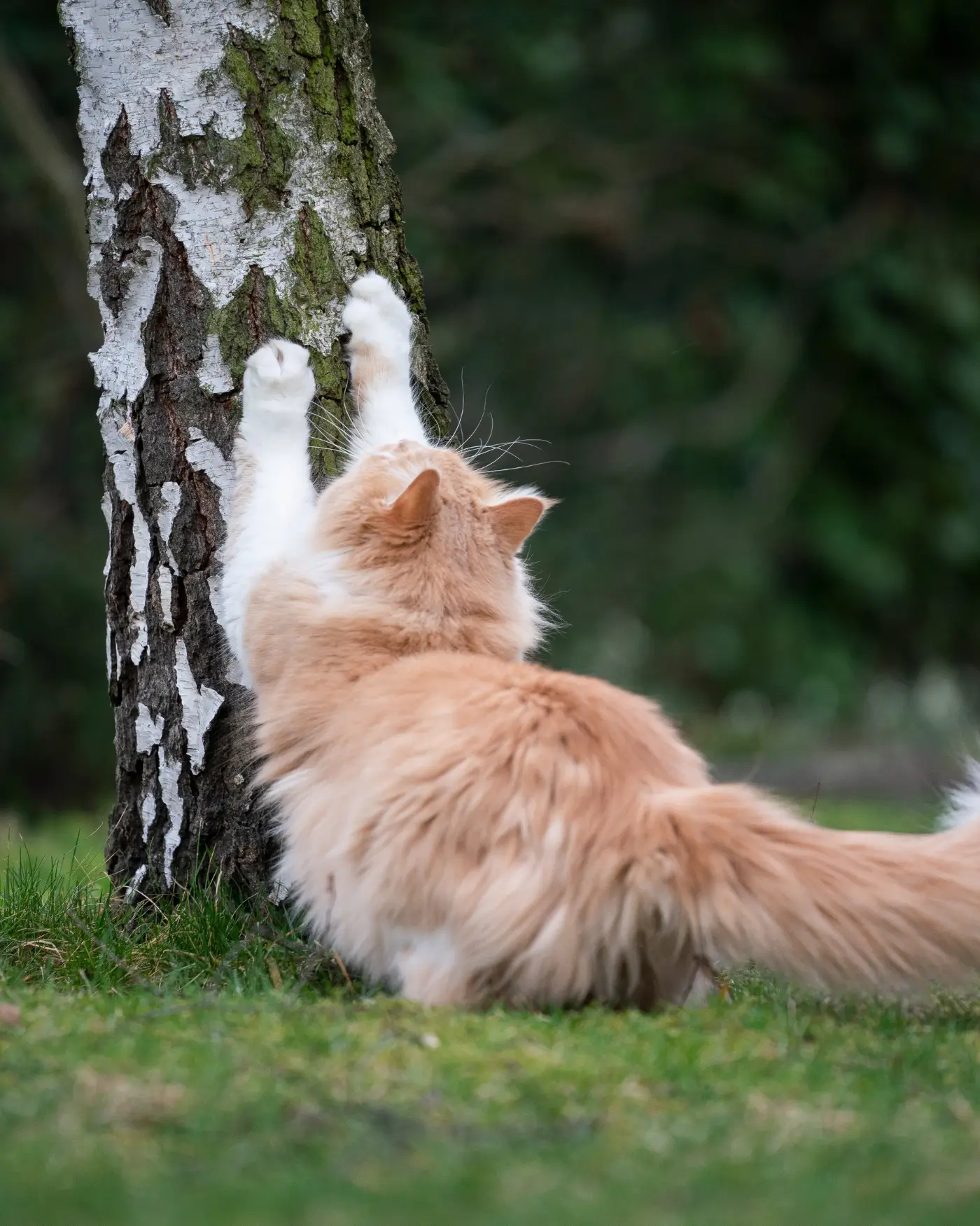A curious cat sitting on a couch, showcasing natural feline behavior.